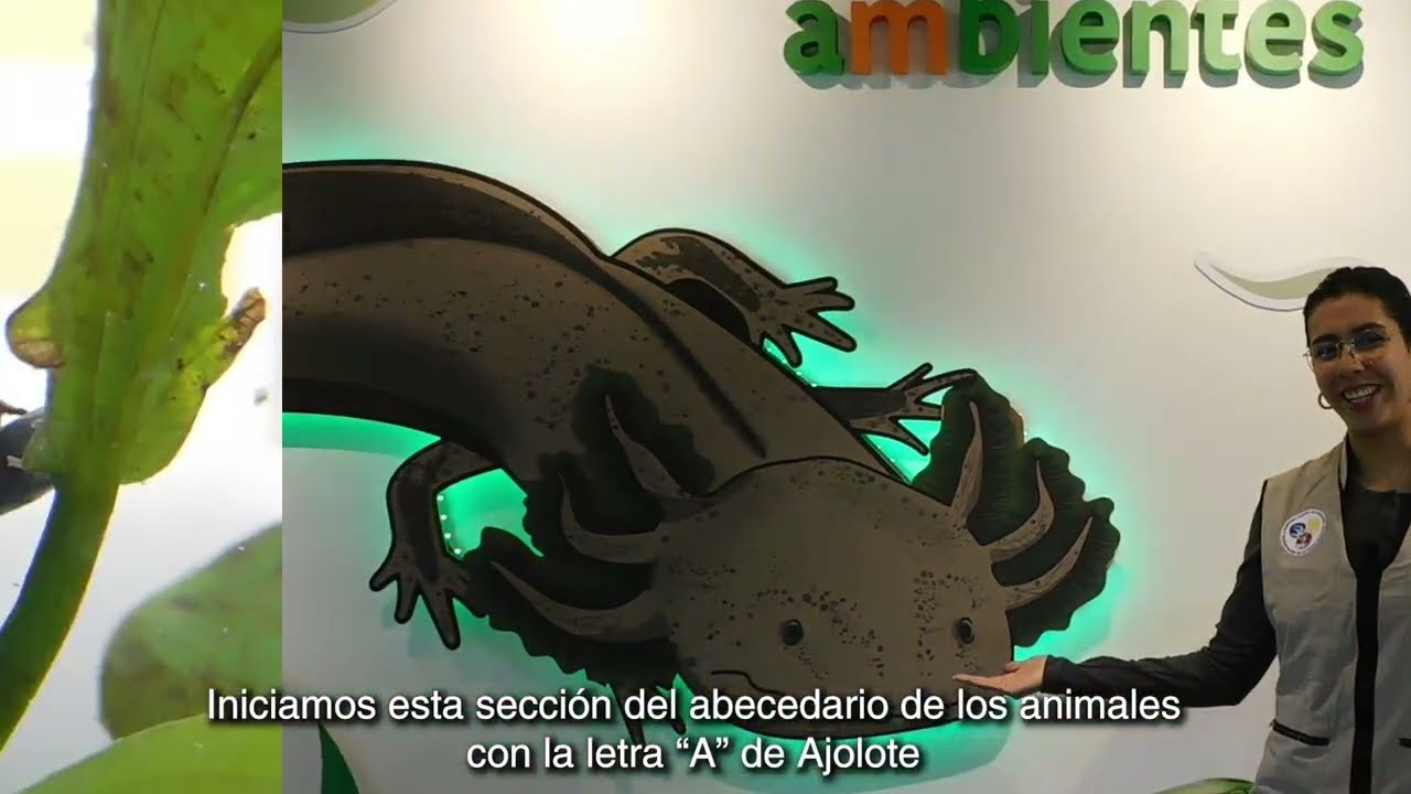 A de ajolote