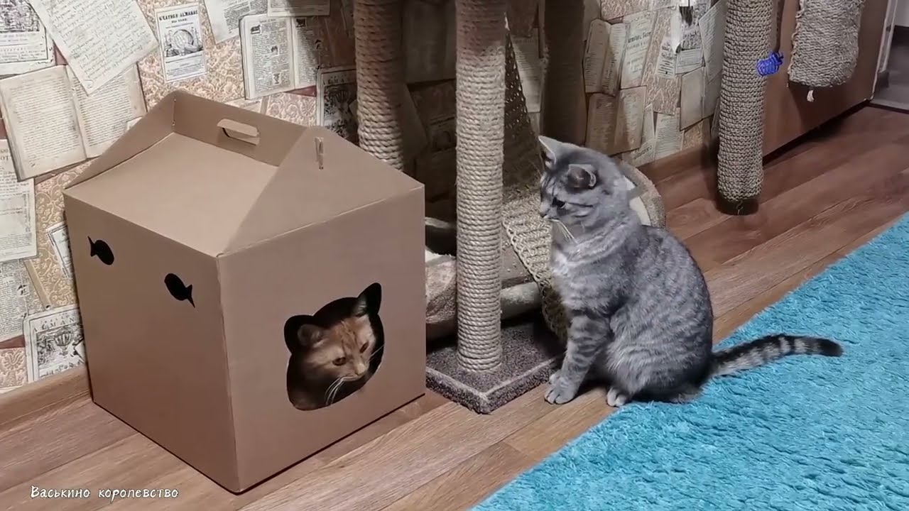 Терем-теремок для котеев #озвучка 
