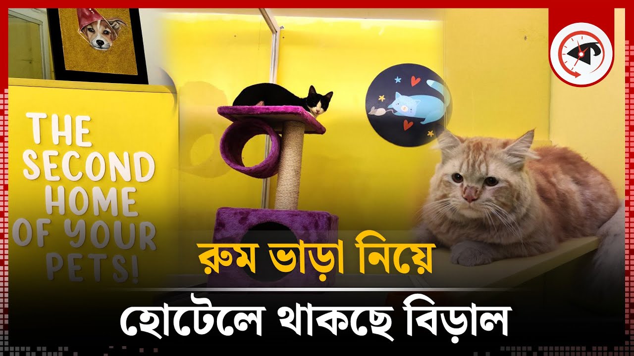 দেড় লাখ টাকার রুম ভাড়া নিয়ে হোটেলে থাকছে বিড়াল | Cat Hotel | Furryghor | Kalbela