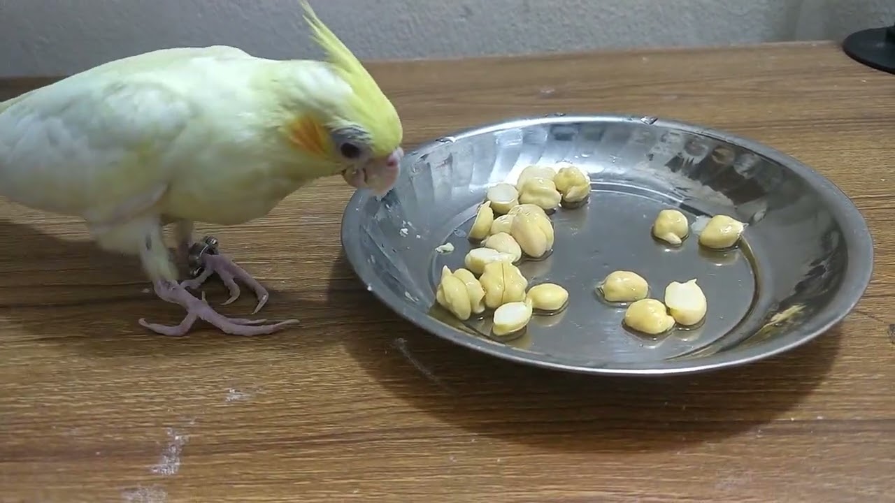 Healthy food for Cockatiel.  protein for birds. #birds #food #birdfood 