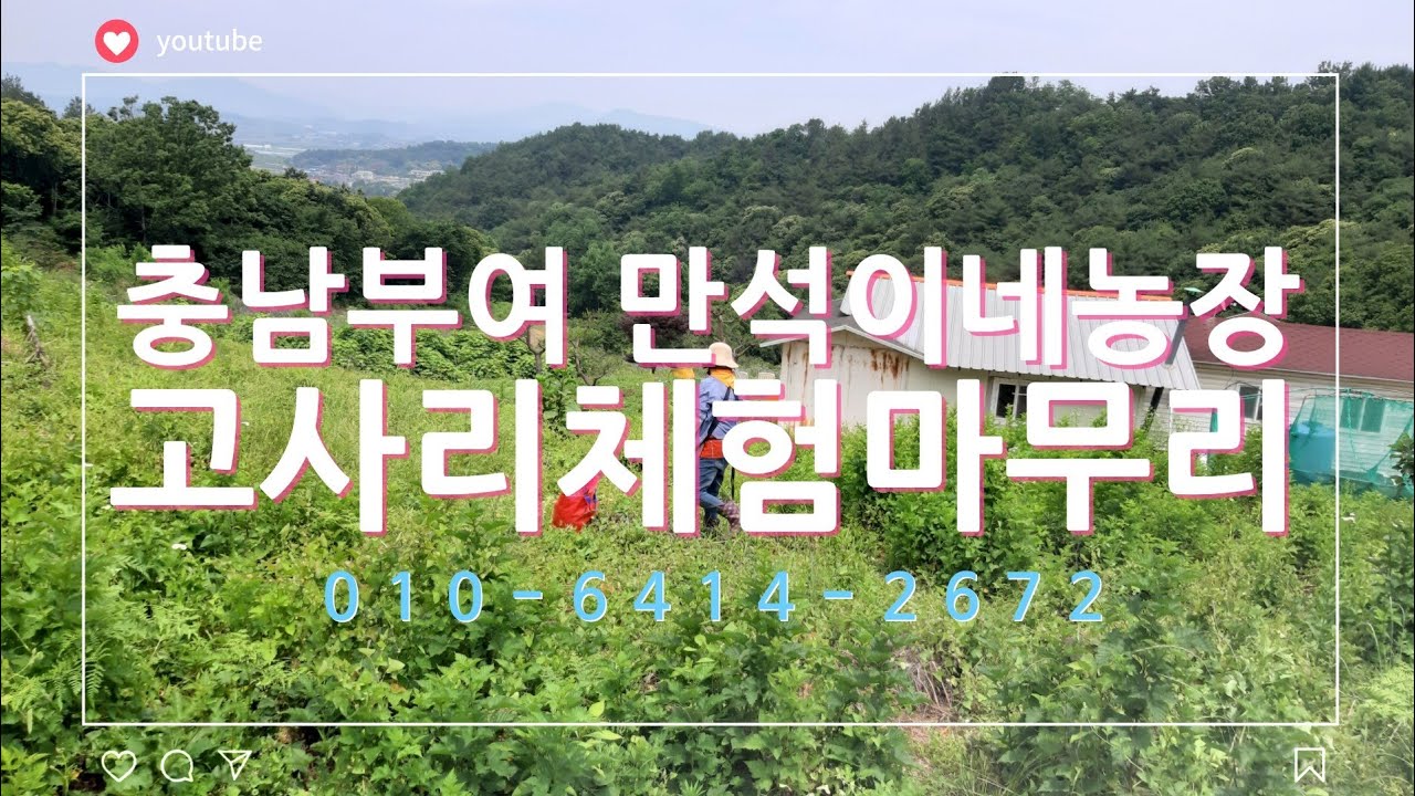 만석이네농장 고사리체험마무리감사합니다