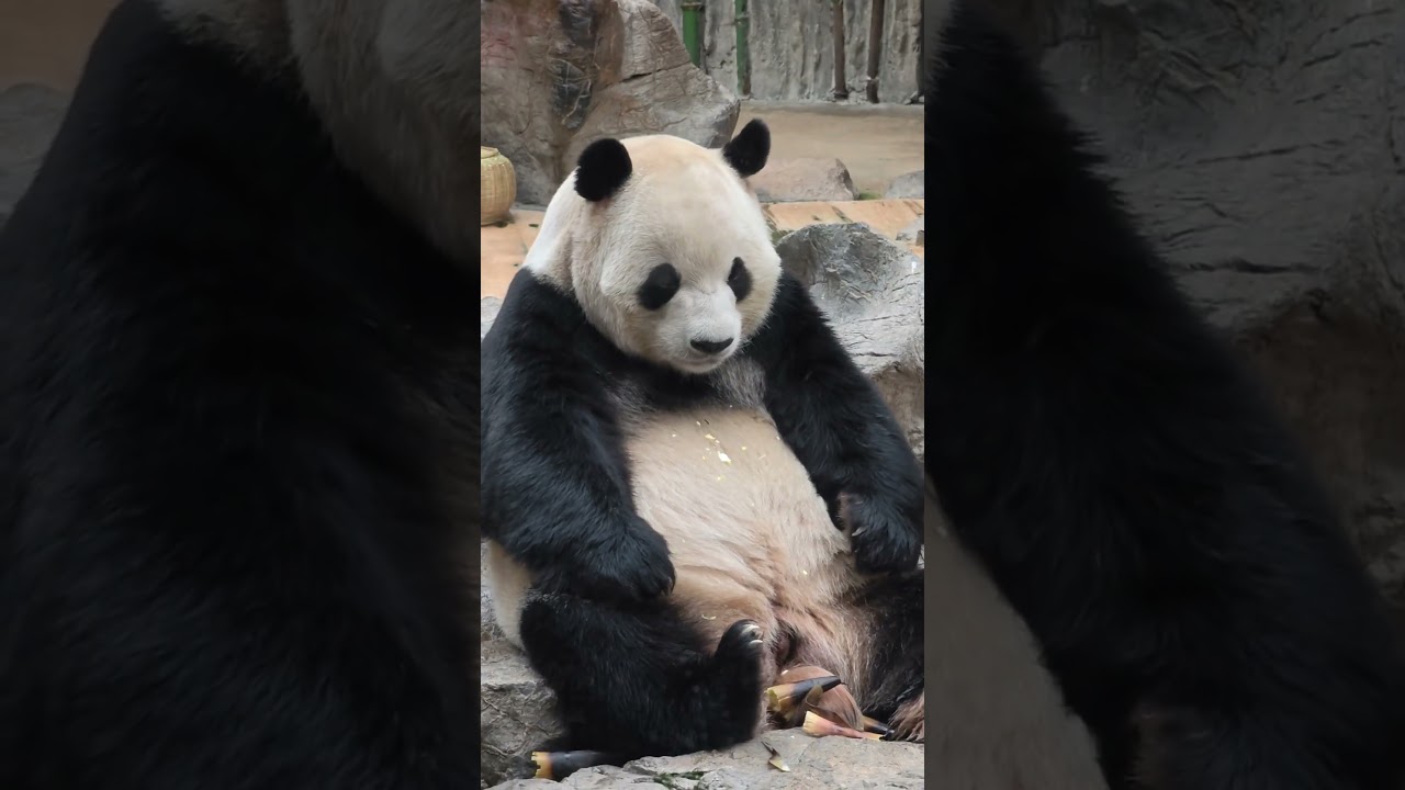 Pang Dahai, the Melancholy Giant Panda