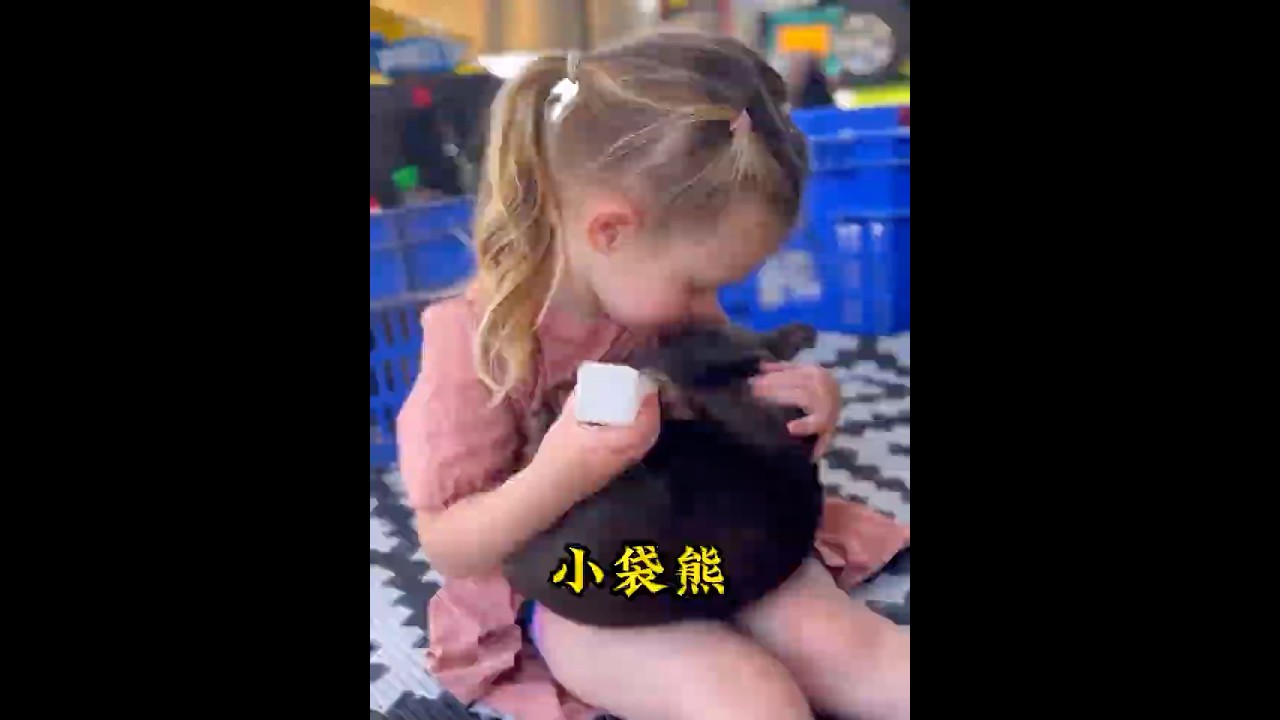 袋熊妈妈意外身亡抛下年幼的宝宝，善良的女孩将小袋熊带回家照顾 #animals #wombat