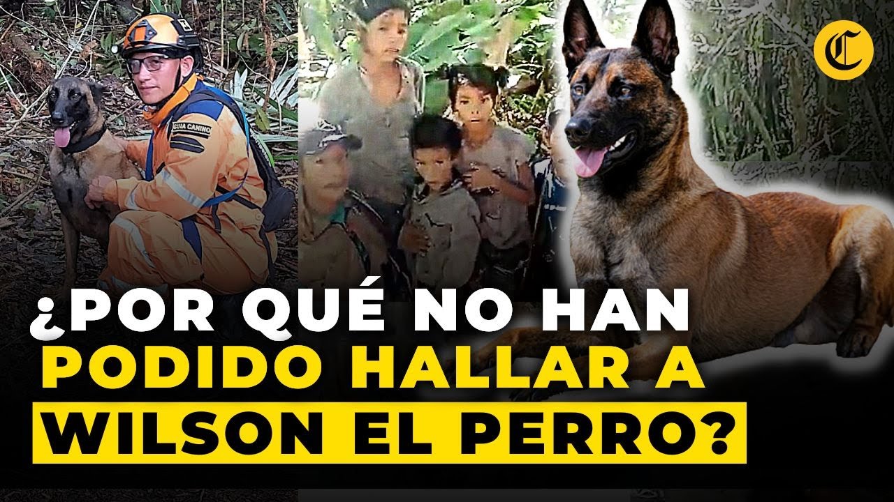 BUSCANDO A WILSON: La posible RAZÓN por la que el PERRO que rescató a NIÑOS EN LA SELVA, NO APARECE