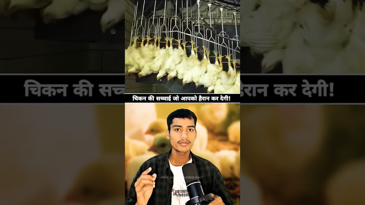 #endanimalagriculture #nationalpoultryday #foodsovereignty #animalwelfare #factoryfarming