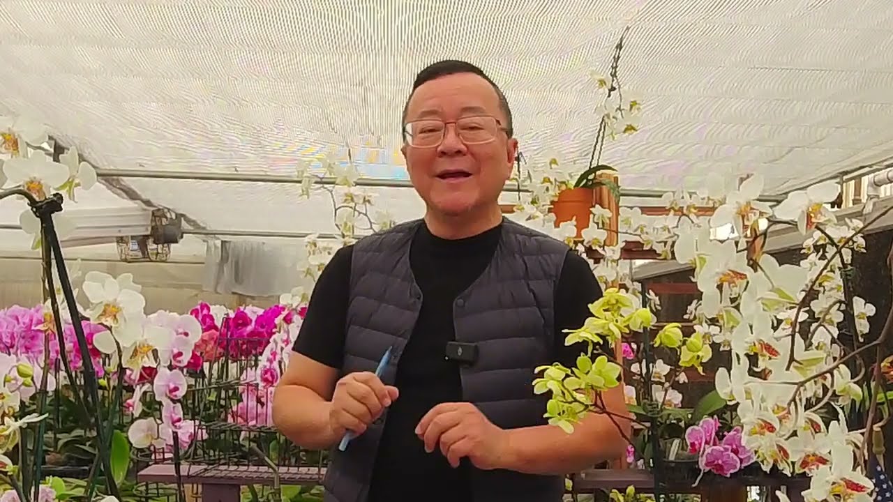 Norman Fang Live!  Episode 120 Growing Phalaenopsis stuartiana
