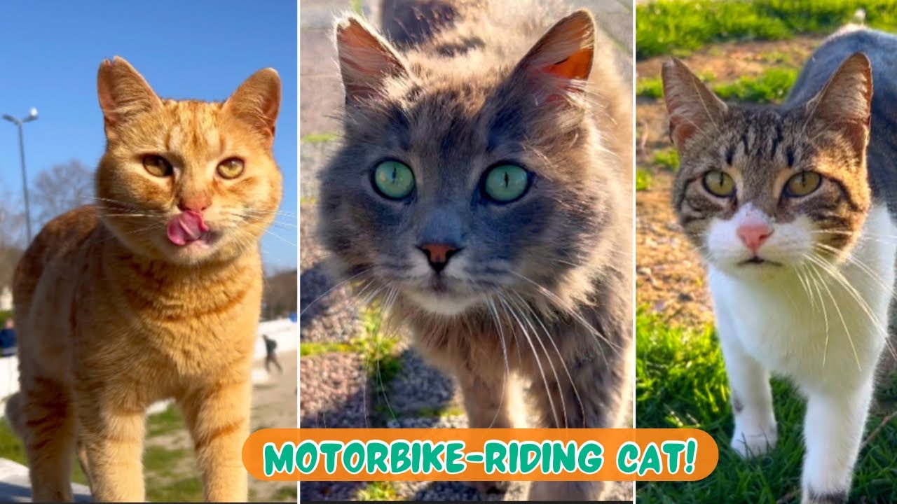 Stray Cats Adventures /4K