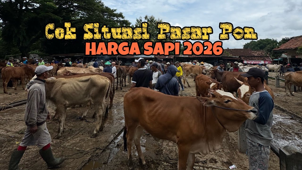 Melihat Pasar Pon Blora Jual Beli Sapi di Awal Tahun 2026