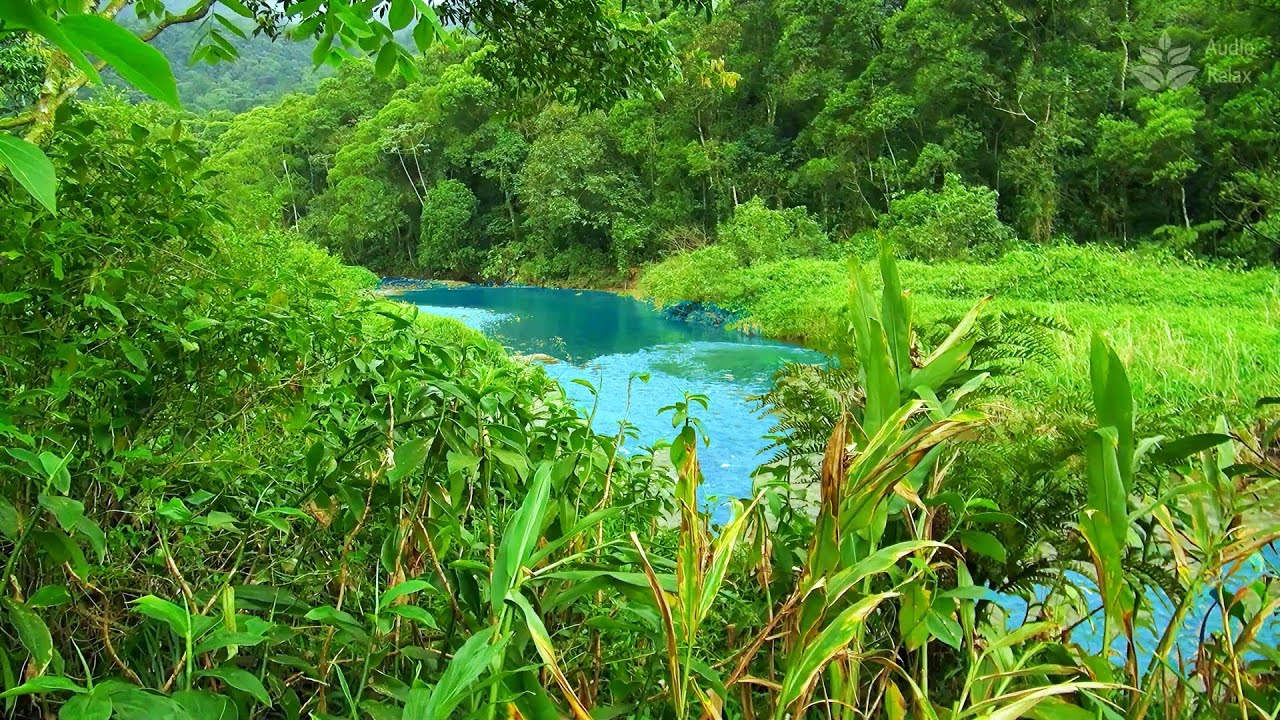 10 Hours of Soft River Sounds 🌿 Quiet Bubbling Brook in Green Forest for Sleep