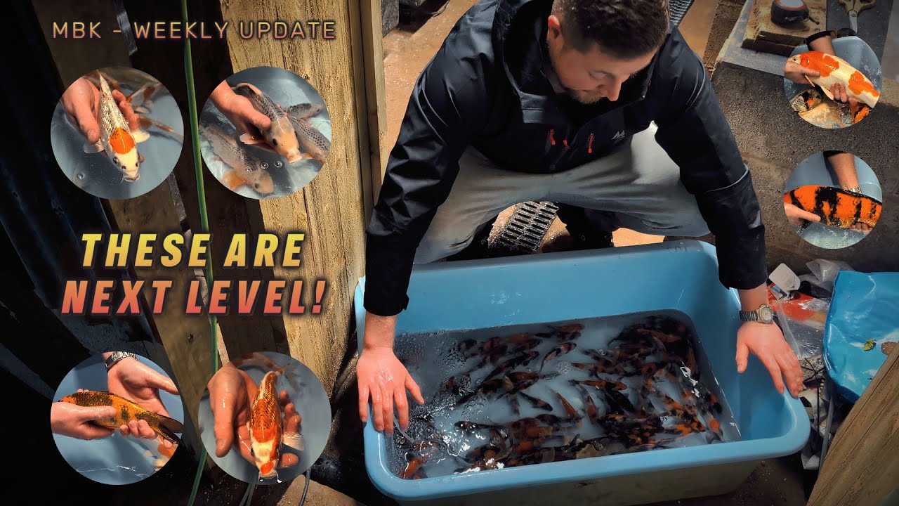 SHOWCASE: Last Week&rsquo;s Koi Delivery Up Close! | My Boys Koi | Weekly Update