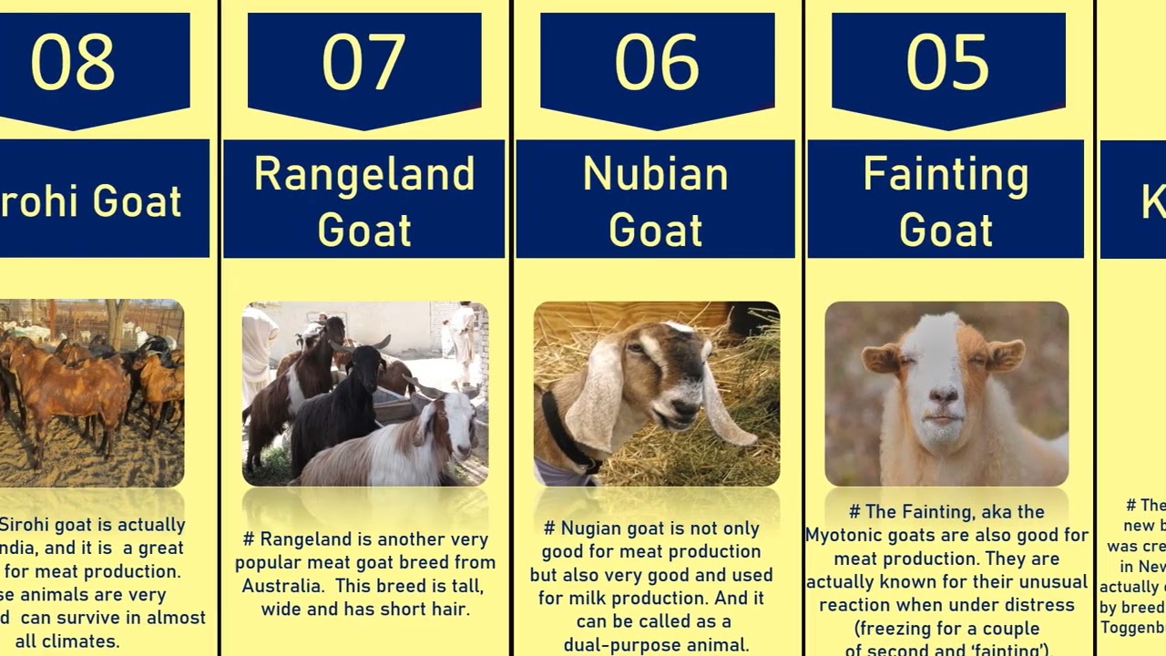 10 Best Meat Goat Breeds For Meat Production Comparison #goatmeat #proteinfood #healtylife #nonveg