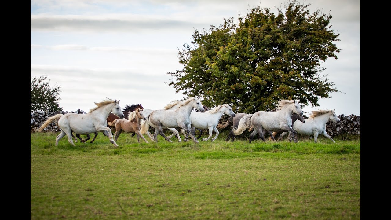 The Majestic Connemara Pony | Connemara Pony Breeders' Society