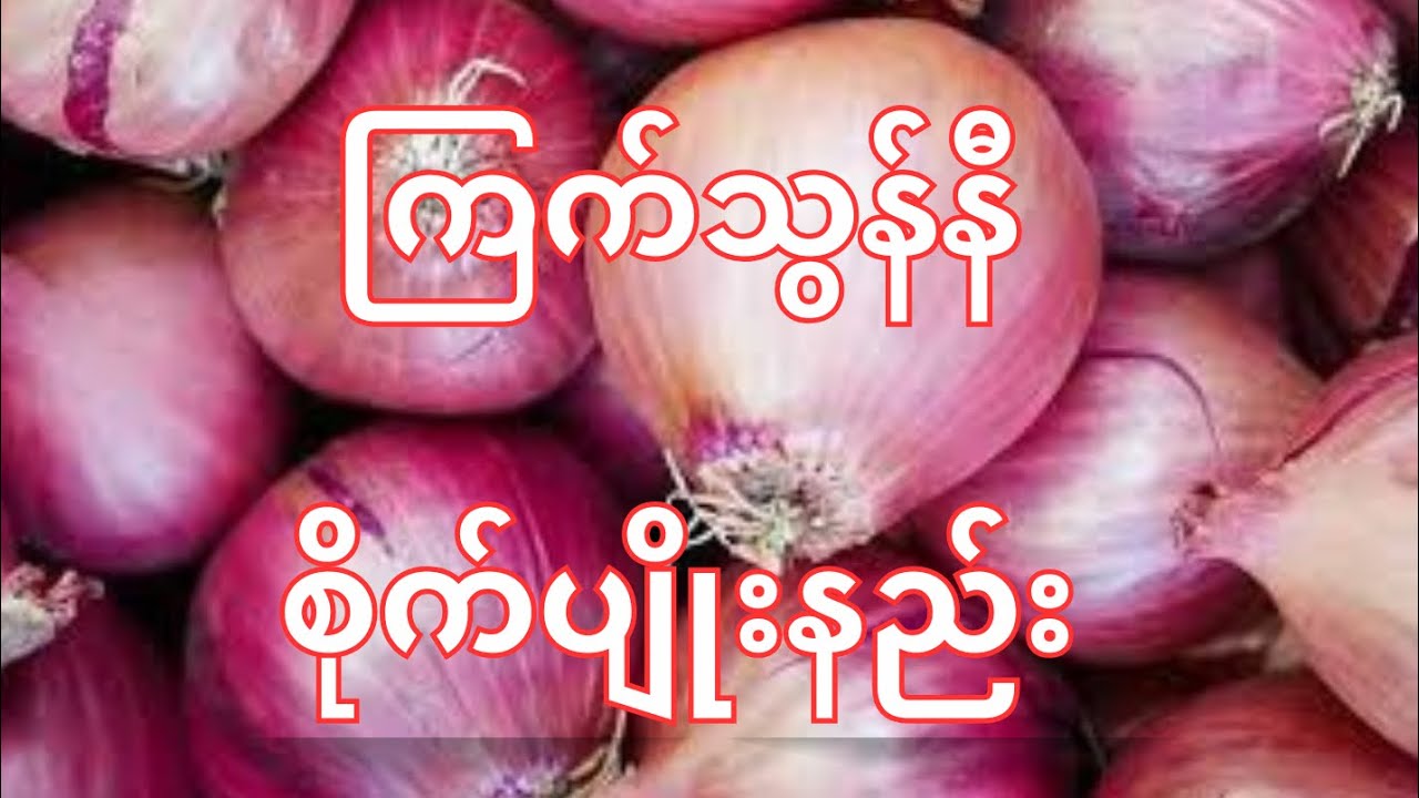 ကြက်သွန်နီစိုက်ပျိုးနည်း #knowledgesharing #onion #စိုက်ပျိုးရေး
