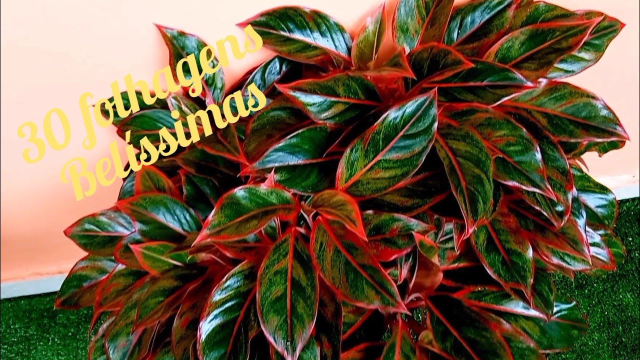 30 espécies de folhagens aglaonemas  plantas que não precisam de sol tudo que você precisa saber!