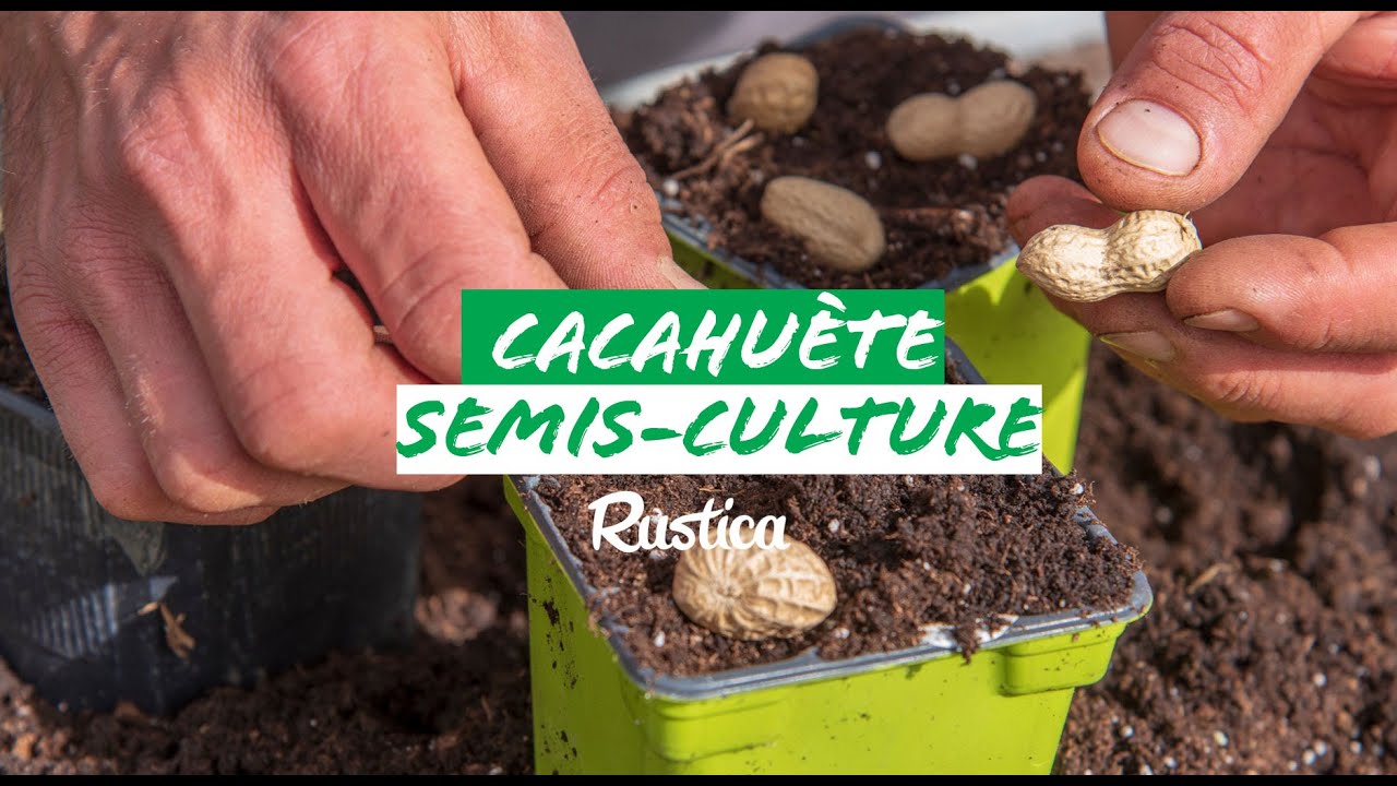 Semer et cultiver des cacahuètes