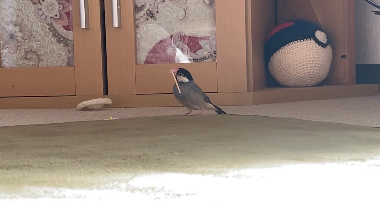離れたところでひとり遊びする文鳥がかわいい