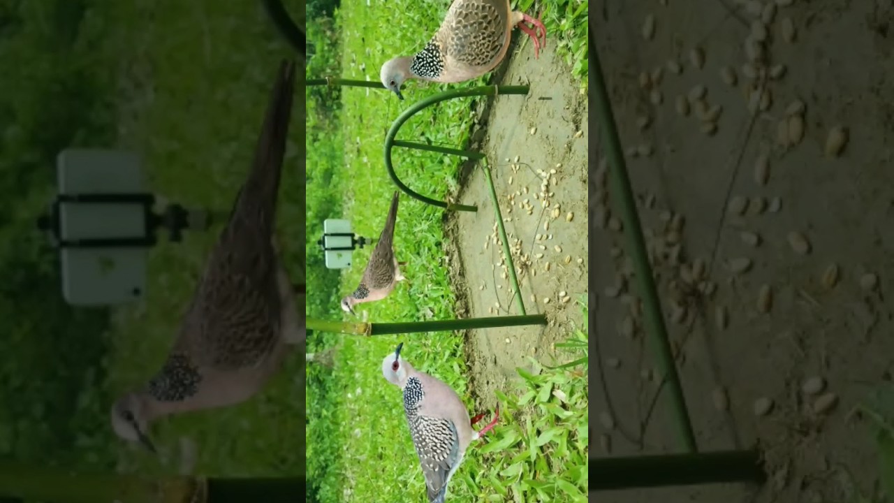 how to make bird trap shortcut