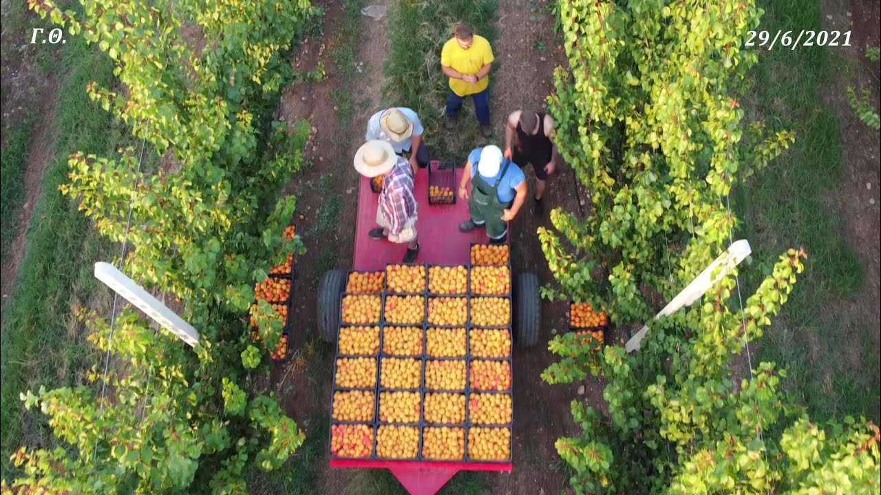 Αμπελειές - Συγκομιδή Βερίκοκων / Κτήμα Φανής Δούμτση 