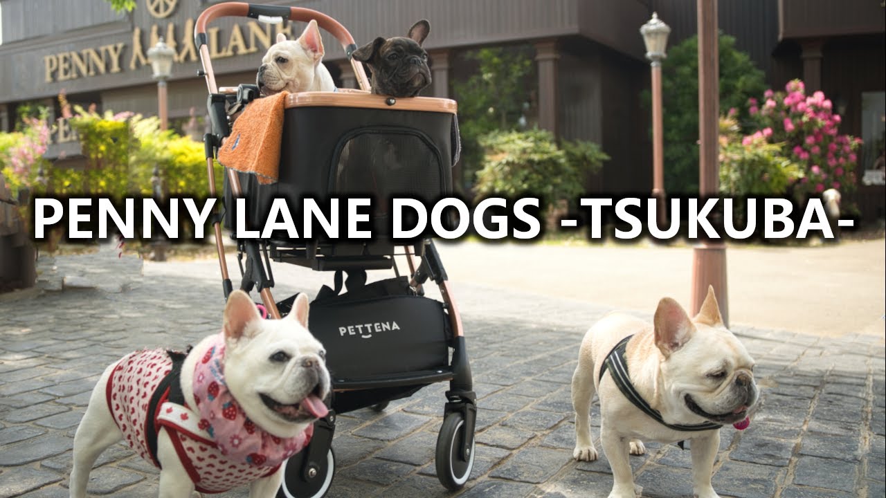 【つくばドッグカフェ】犬連れOK！ペニーレインつくば店で最高のランチタイムを過ごしてきた