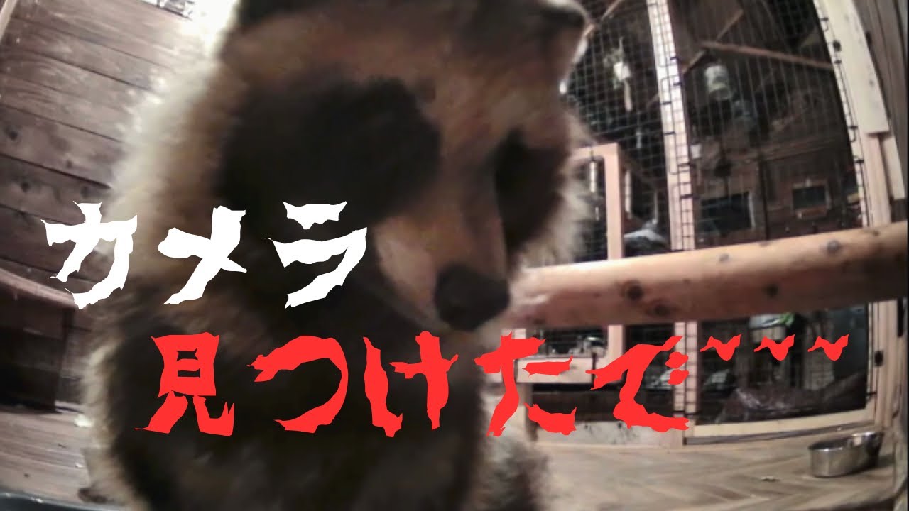 【タヌキ】ぽんちゃん、運動能力も知能も高くて怖いよ… (脱走経路不明)昨夜のぽんちゃんの様子　＊途中でカメラの視界を奪われます