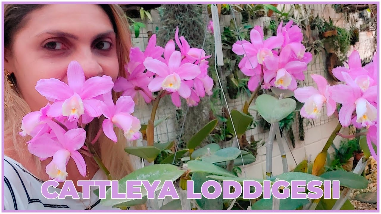 Cattleya loddigesii tipo & Cattleya loddigesii alba! *CORES NO INVERNO*