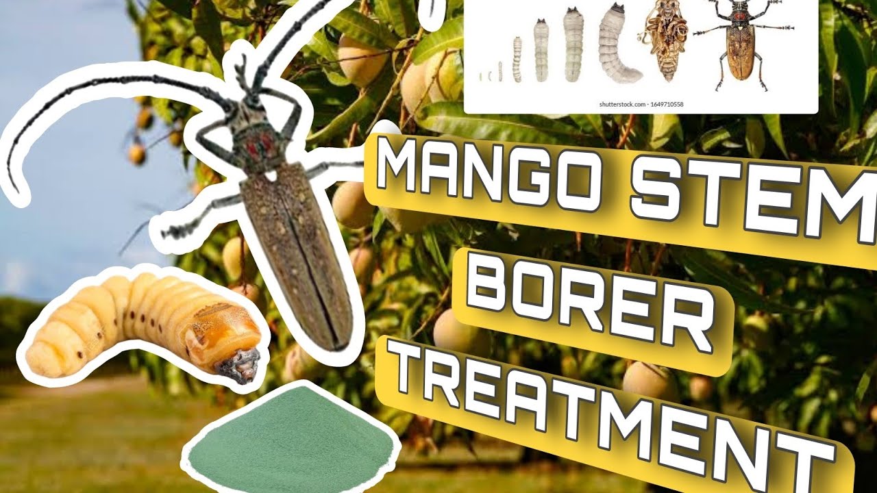 Mango Stem Borer Pest And Treatmemt With Bordo Paste(Identification and Control)