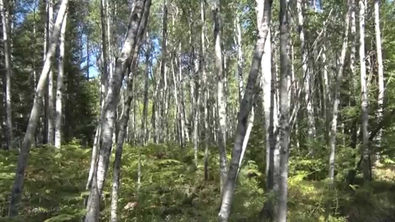 Discovering - Aspen, Basket Making