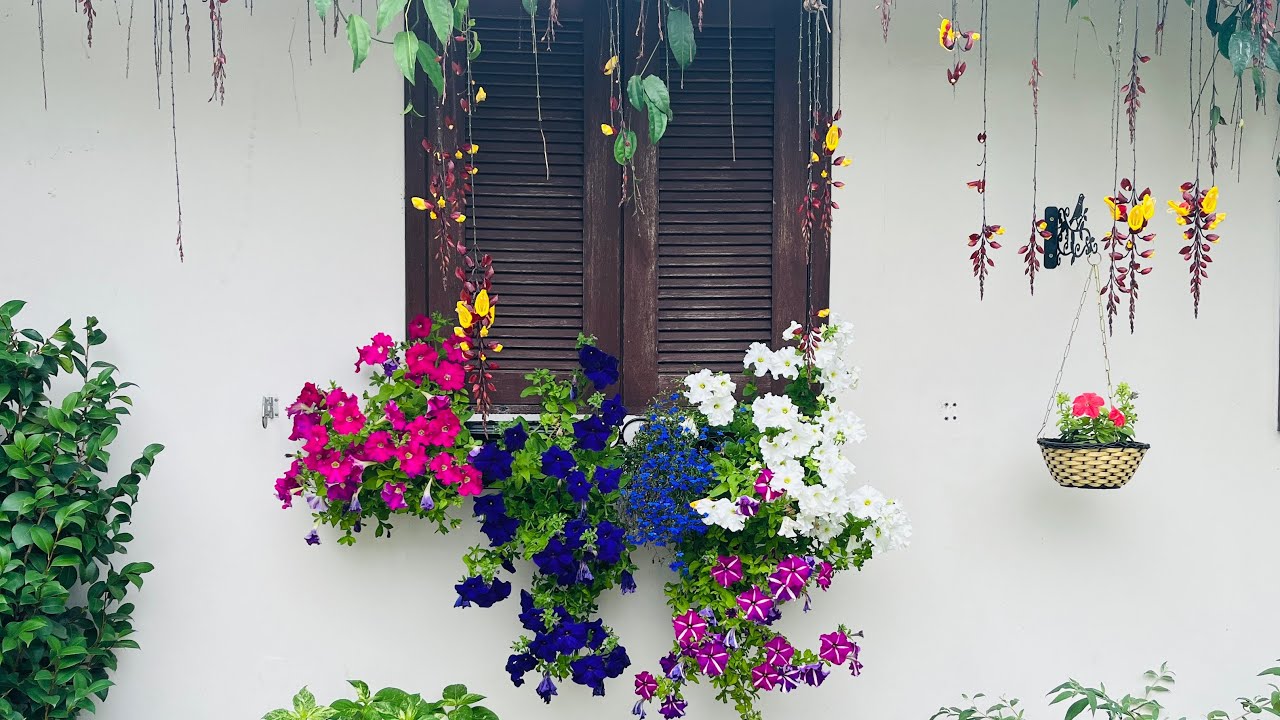 TRANSFORME seu JARDIM em um PARAÍSO DE CORES !