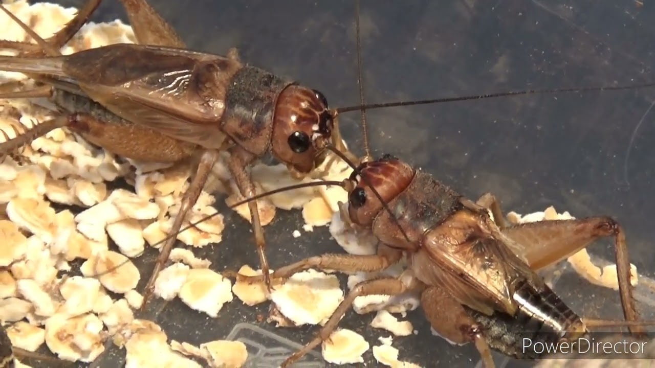Сексуална агресия при Gryllus assimilis |Incredible insects