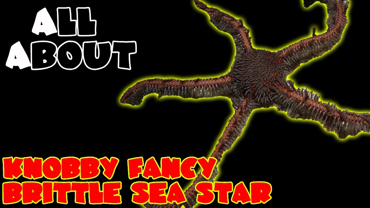 All About The Knobby Fancy Brittle Sea Star or Chain Link Brittle Star