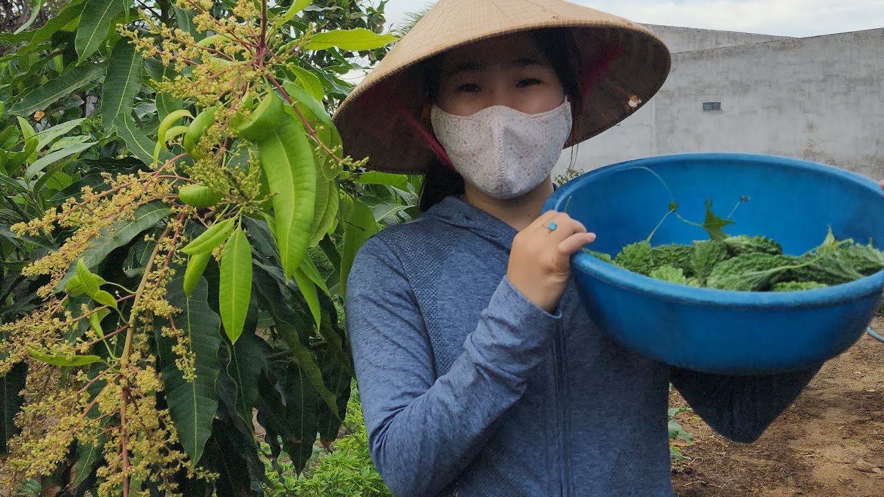 Một buổi chiều thu hoạch rau củ trên farm nhà ông nội #holiday #tet #farm #raucu 