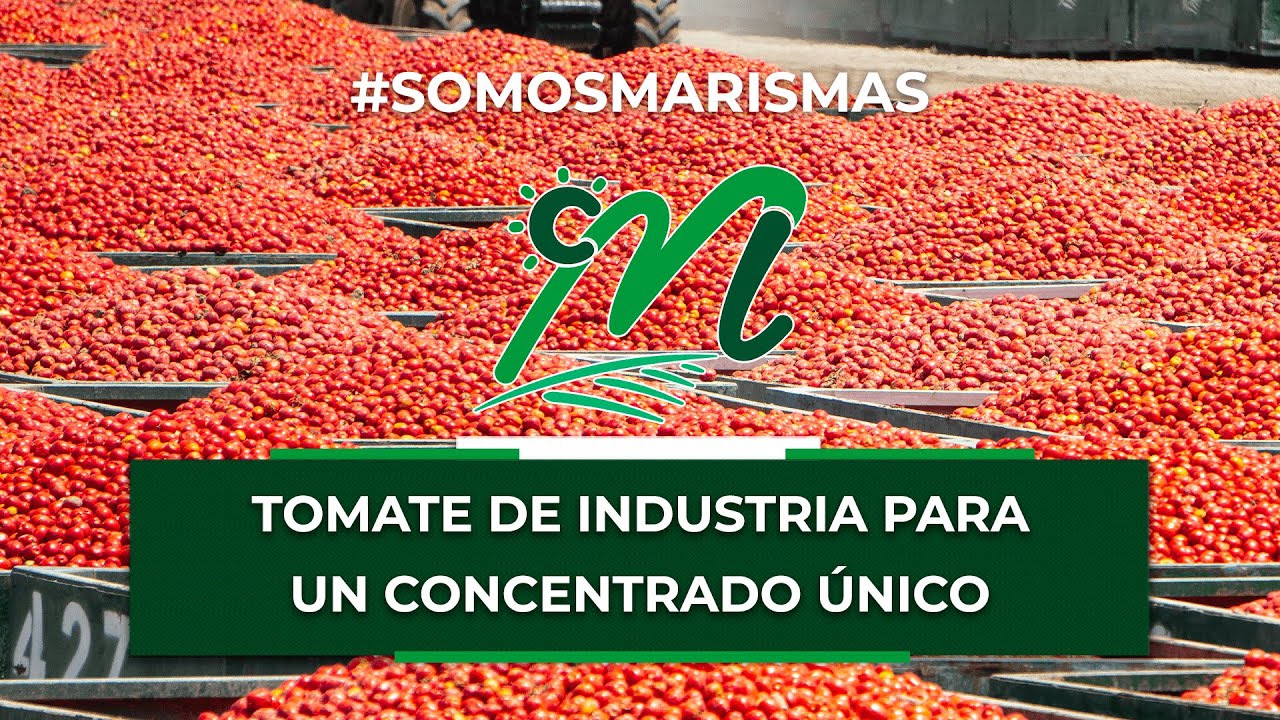ANDALUCÍA DIRECTO 📺 Así se desarrolla la campaña de tomate 2021