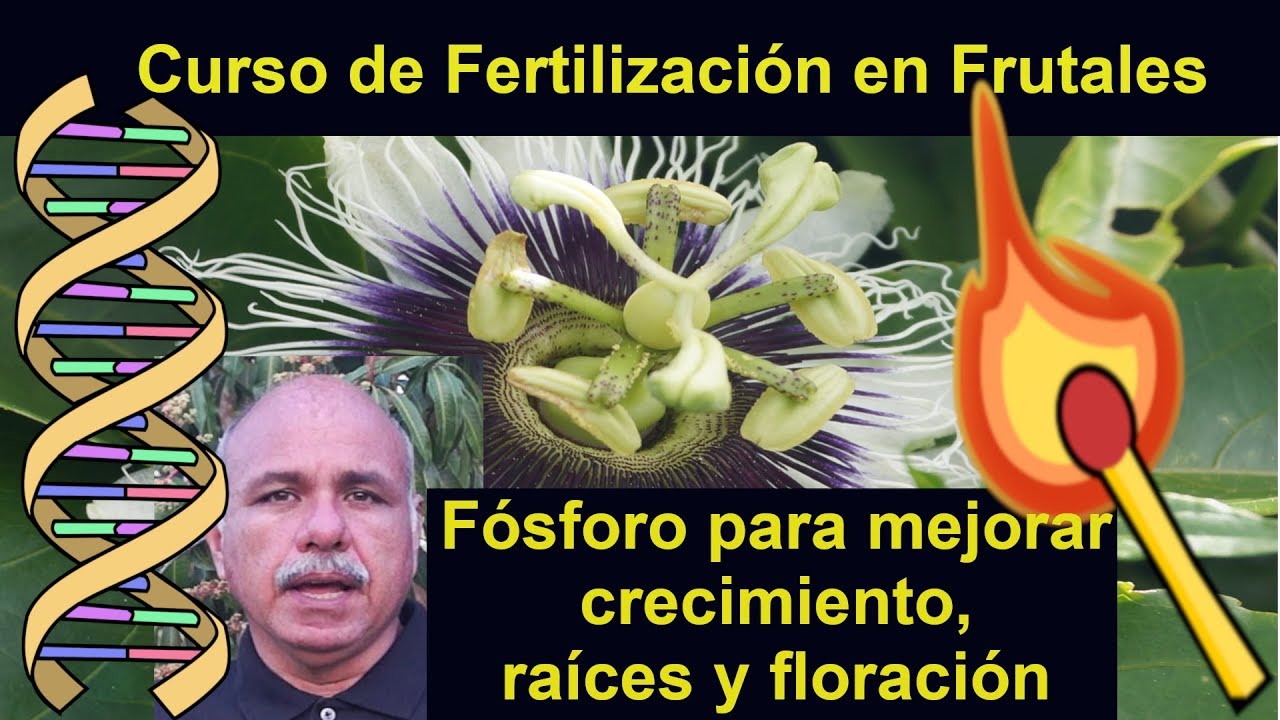 El fósforo para tener mejor floración y raíces. Curso de Fertilización en Frutales