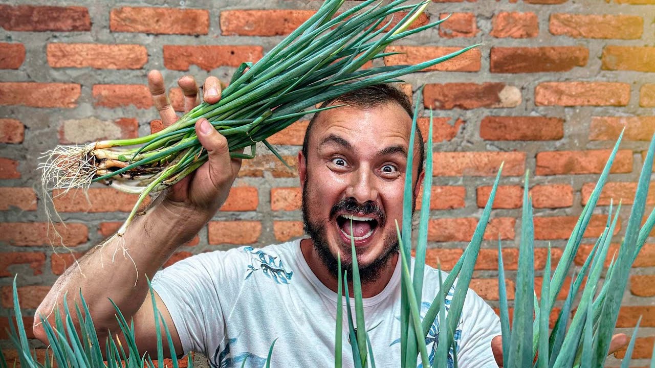 ADUBO BOMBA! Segredos para ter CEBOLINHA perfeita em casa