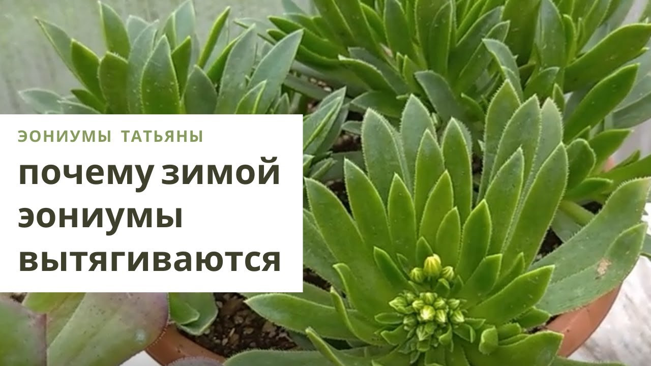 Почему эониумы вытягиваются и что с этим делать. Уход в домашних условиях