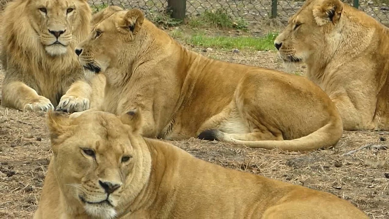 Raubtiere hautnah erleben - Serengeti Park Hodenhagen