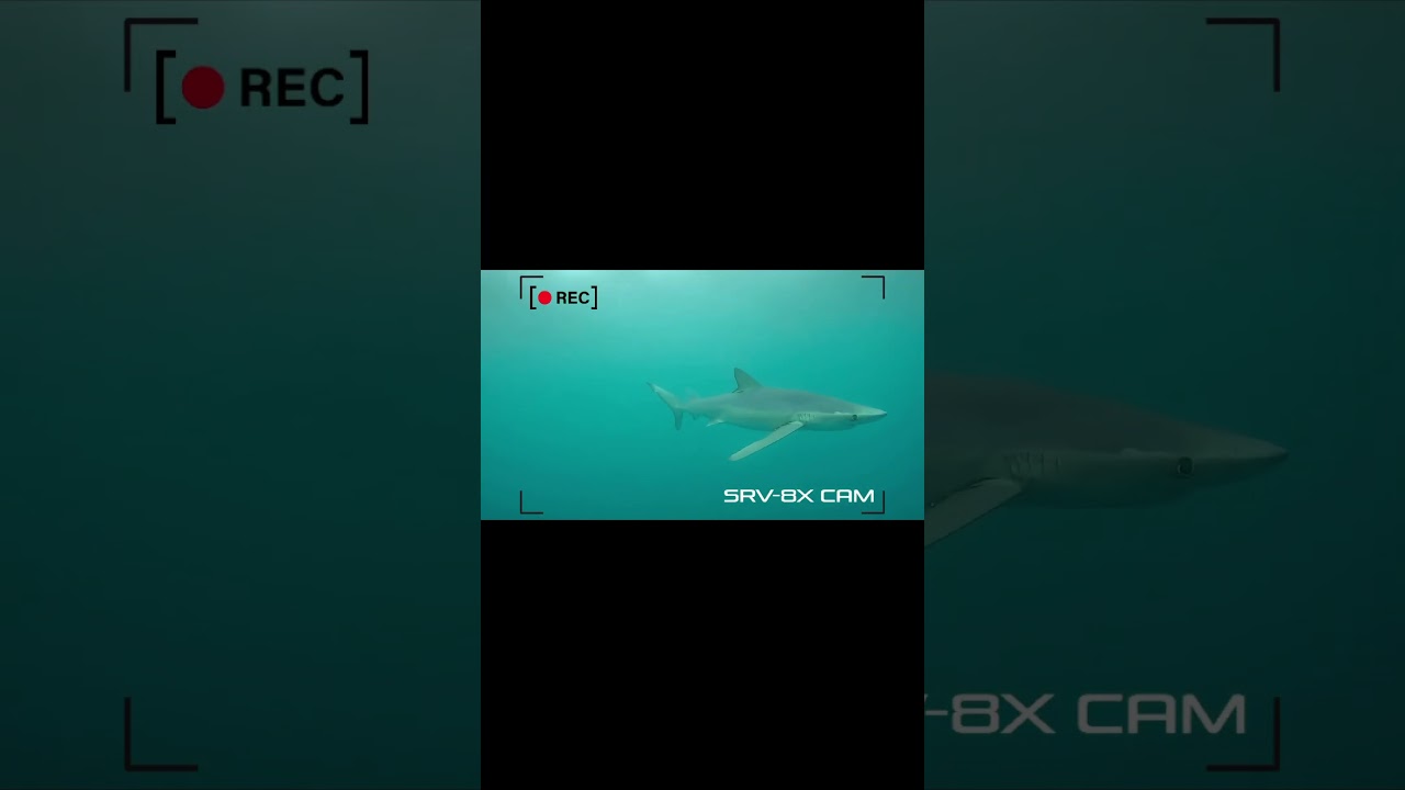 We&rsquo;re back for year 3 on #SharkWeek&mdash;this time, tracking the elusive black mako 🦈