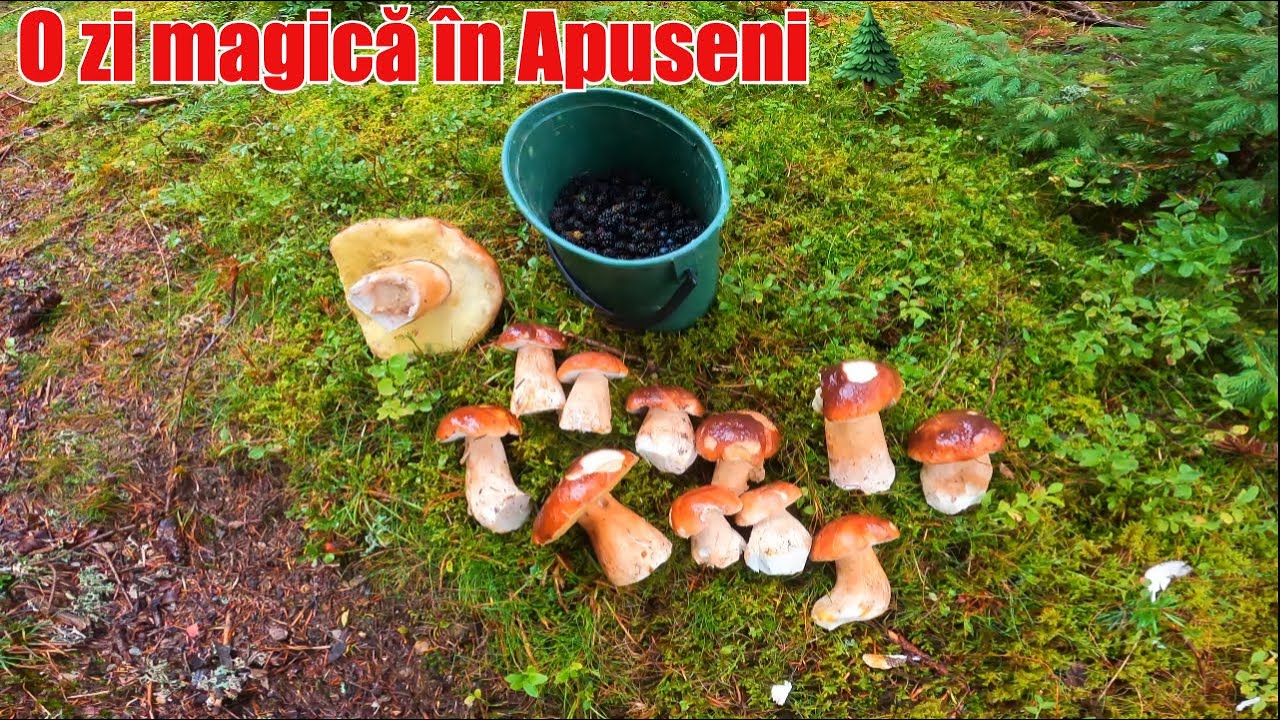 🌲 Vreme grea, dar o zi magică în Apuseni — pădurea chiar nu dezamăgește niciodată. 🍄