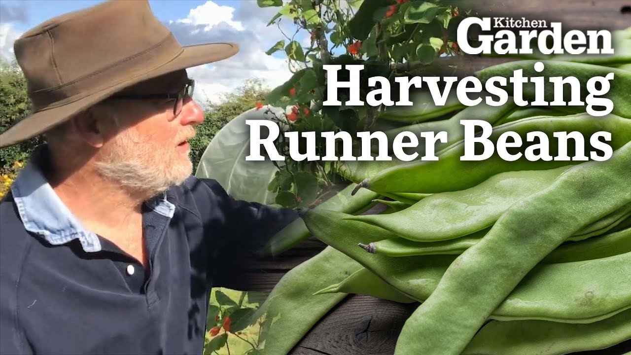 Harvesting Runner Beans | Tony's Plot Diaries