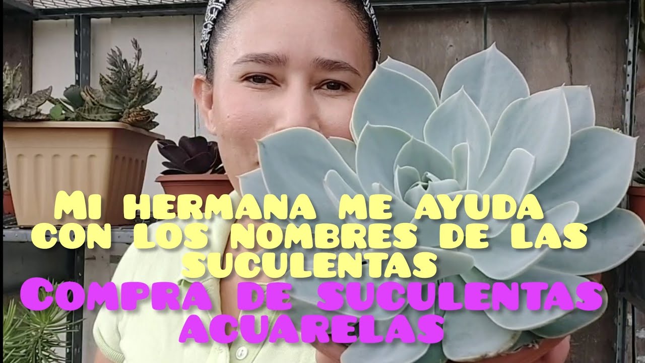 Compra de suculentas acumuladas / Mi hermana es malvada😬