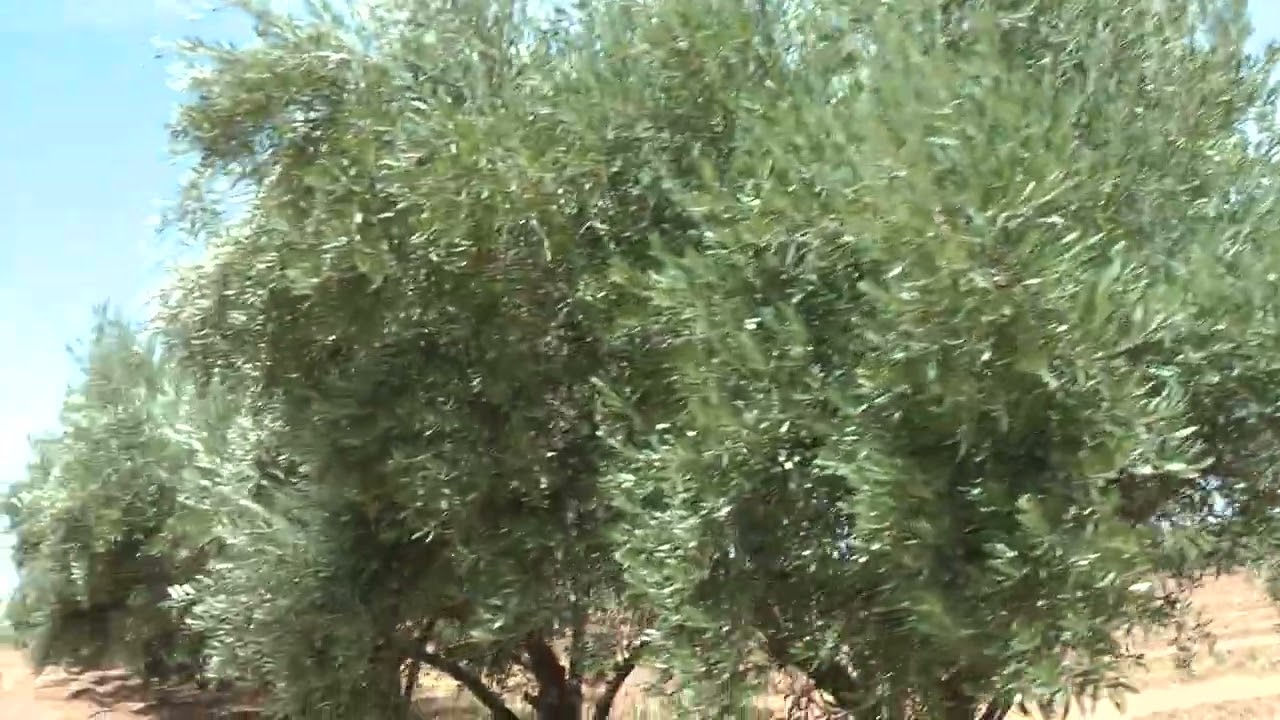 كيف أعتني بأشجار الزيتون البلدي؟ معلومات من ضيعة نتابعها