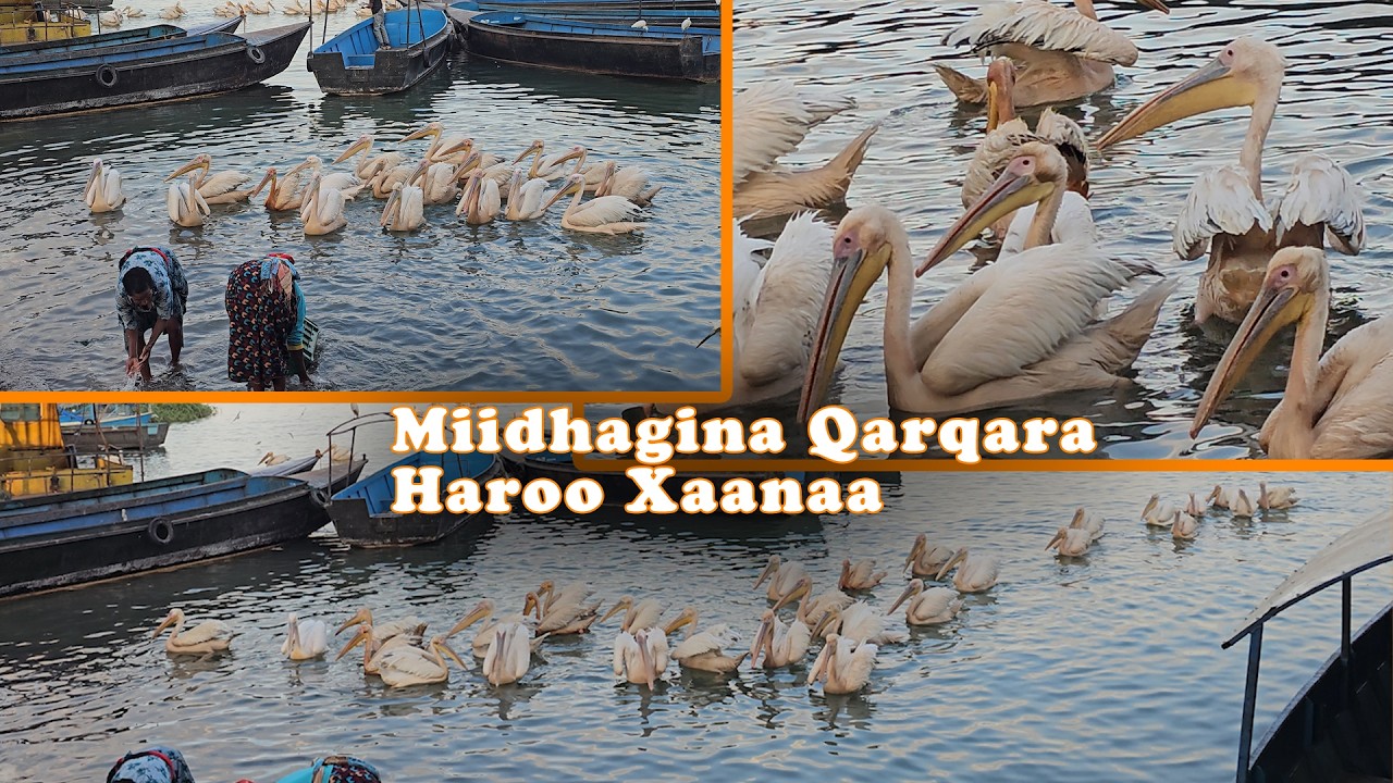 Miidhagina Qarqara Haroo Xaanaa