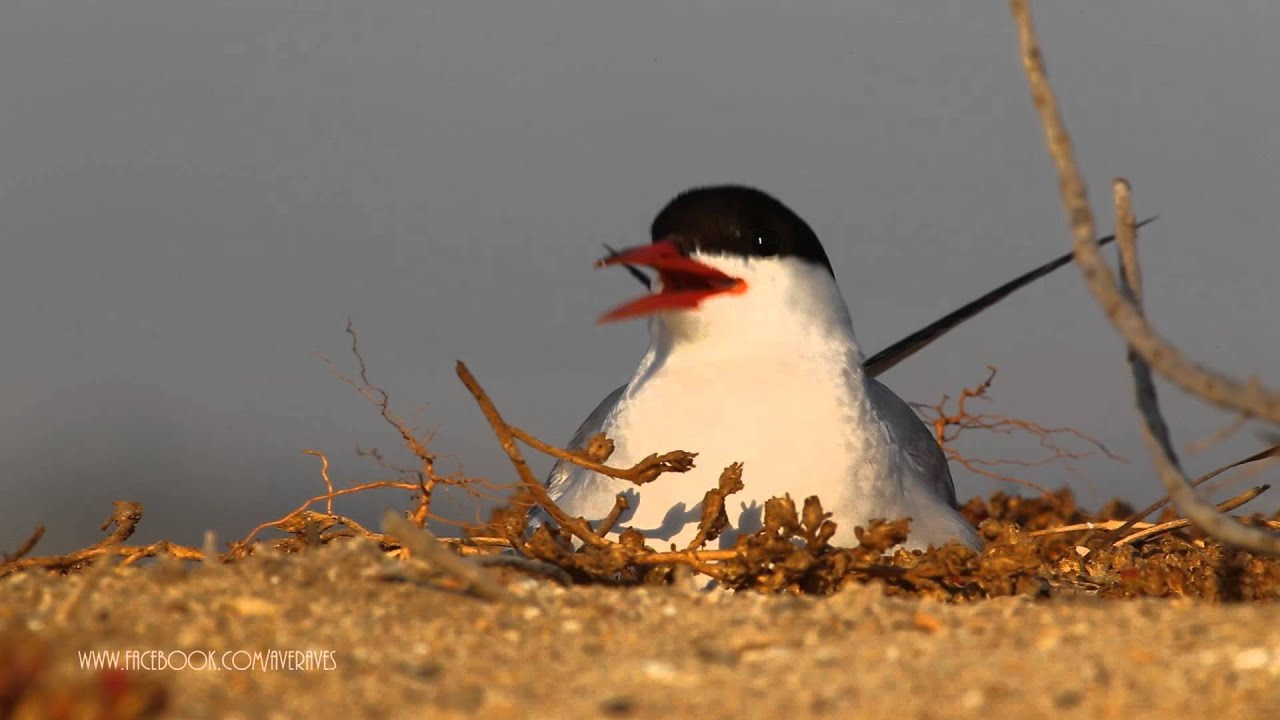 D&iacute;a Mundial de las Aves
