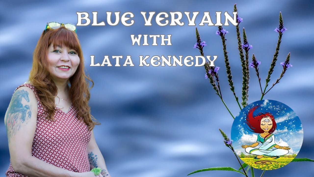 Blue Vervain:  Verbena Hastata with Lata Chettri-Kennedy