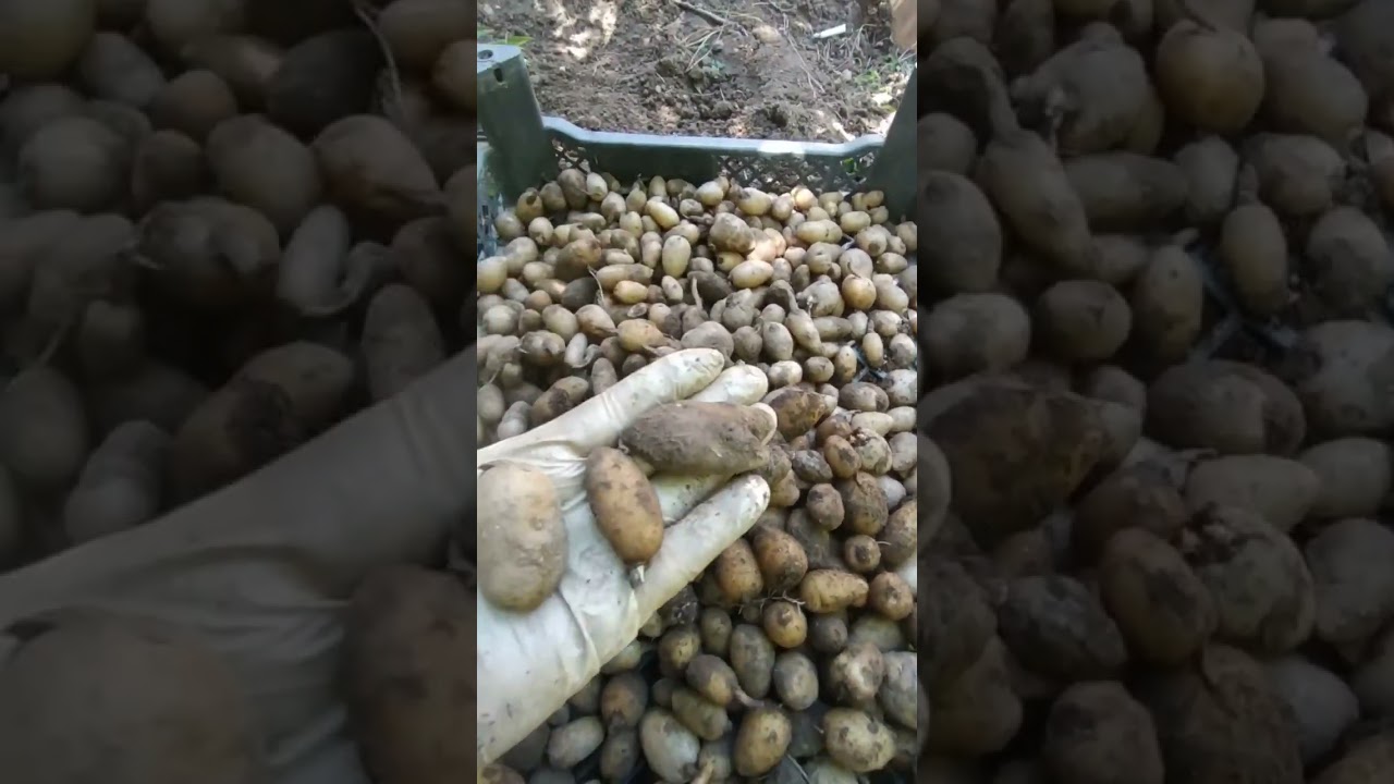 #Topbaş salep#Orchis İtalica#Salep yumrusu