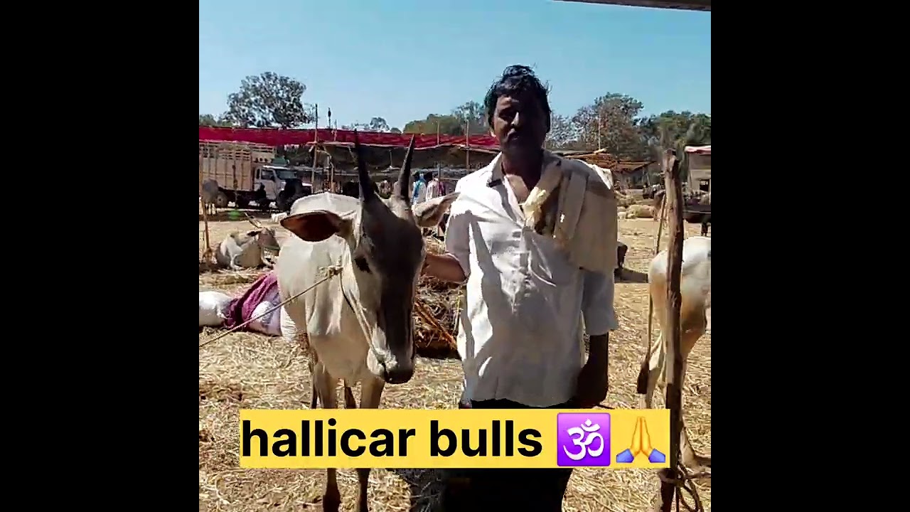 hallicar bulls 🕉️🙏