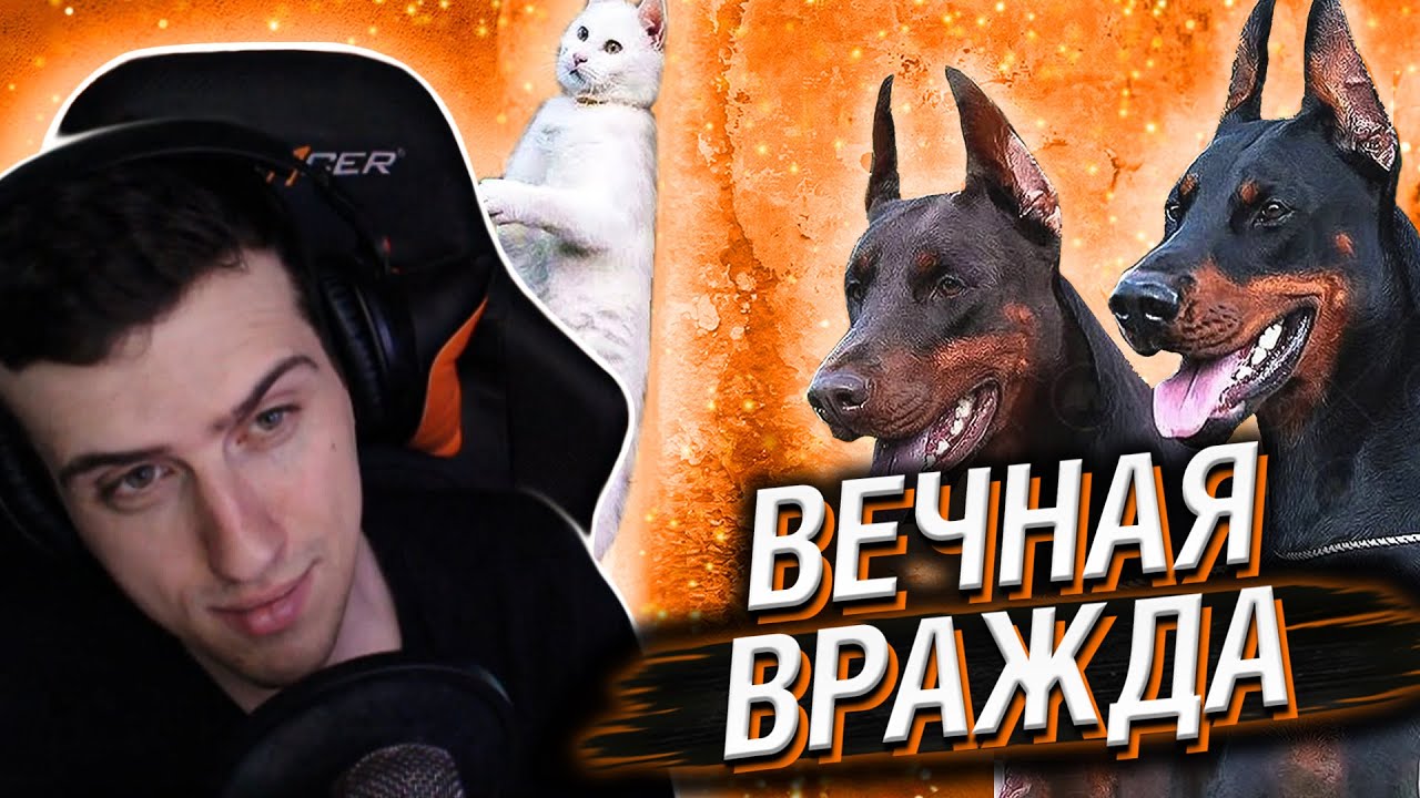 Hellyeahplay смотрит: Вот Почему Кошки Ненавидят Собак