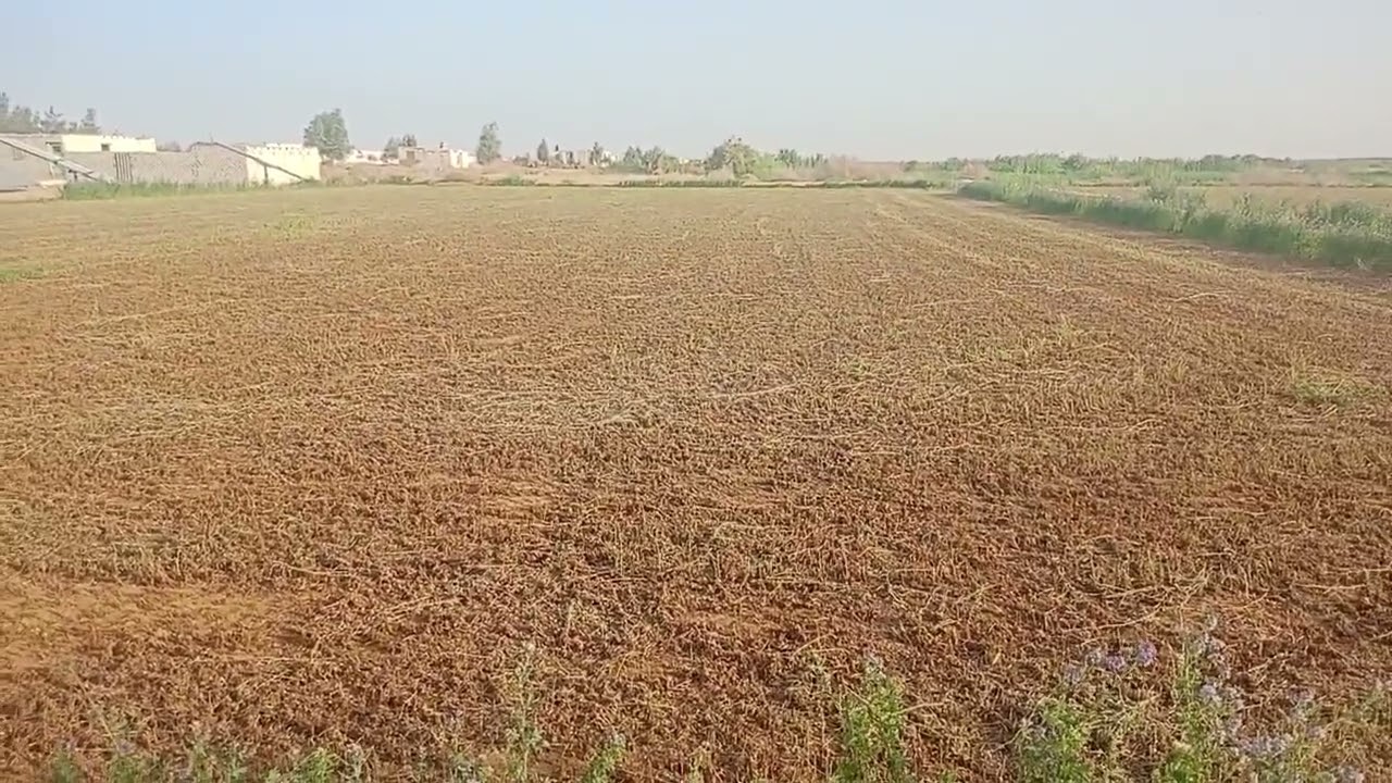 الوادي الجديد الفرافرة هل ينفع اعمل انتاج حيواني في الفرافرة ٠١١٢٢٤٧٤١٨٩