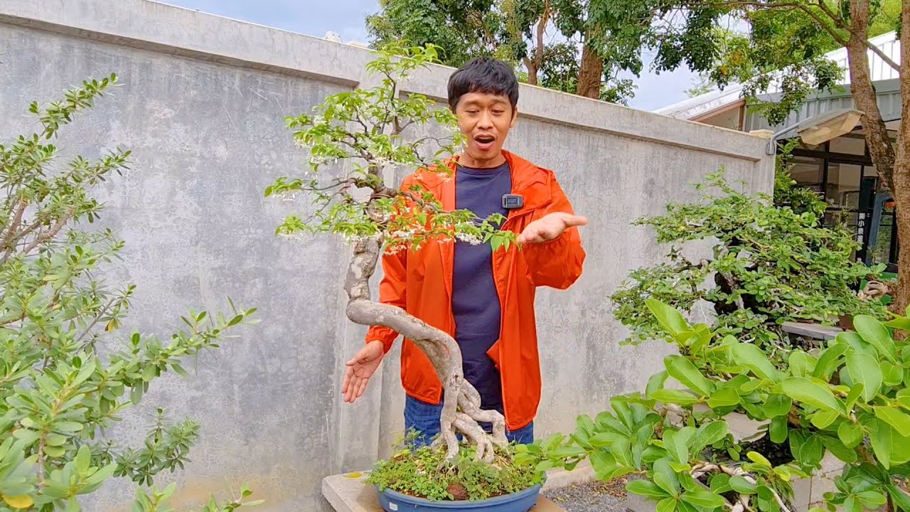 วิธีทำบอนไซมะม่วงหาวมะนาวโห่ ปลูกในหิน สร้างมูลค่าหลักแสน | เอิร์ธสดชื่น