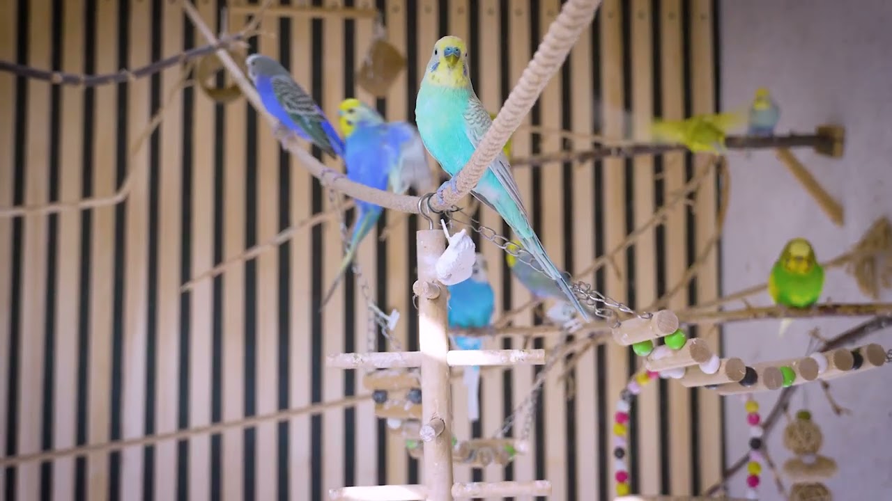Epic 3 Hour Budgie Sound Adventure